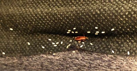 several white bed bug eggs on a black fabric