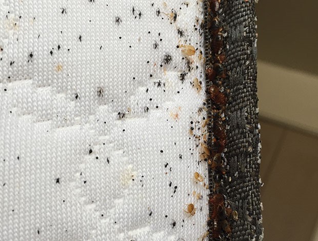 more bed bug poop on a mattress