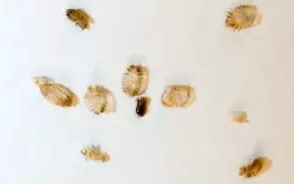 an image of what young bed bug shells look like