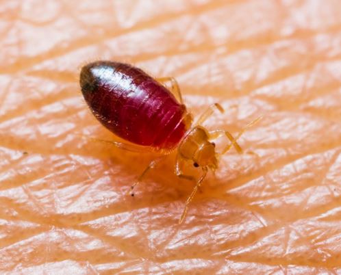what does a fed bed bug look like? This is its image
