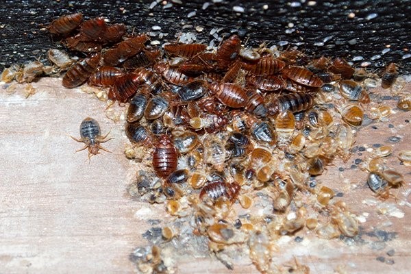 dead bed bugs after spraying with insecticides