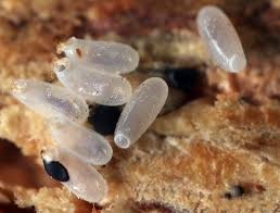 more images of transparent bed bug eggs