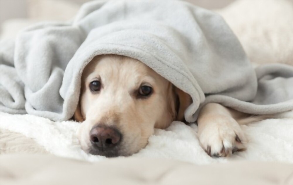 donate old blankets to animal shelters