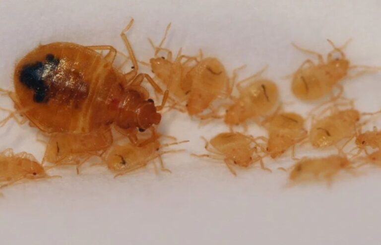 Just Born Baby Bed Bugs (Clear Pictures) - BedroomIdeasLog