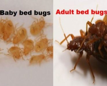 difference between young and adult bed bugs