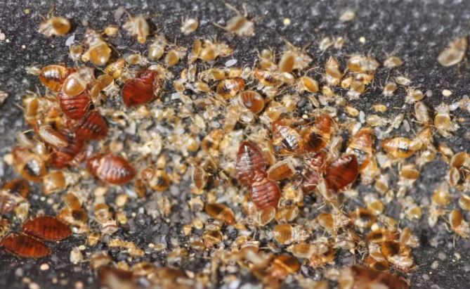 What To Do If You Find Dead Bed Bugs - BedroomIdeasLog
